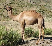 Camel