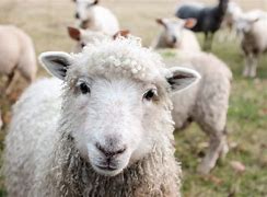 Sheep